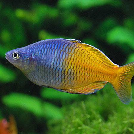 German Rams – oddballfish