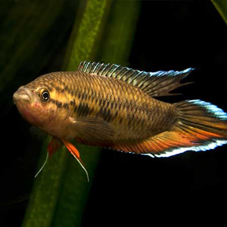 Labyrinth Fish – oddballfish
