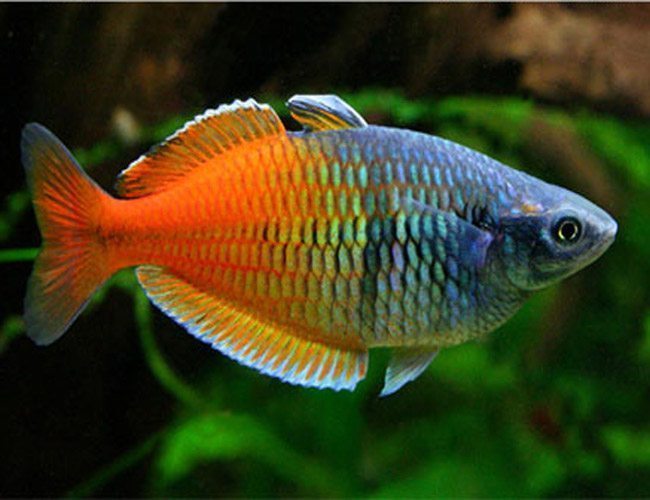 Boesemani Rainbow - Medium – oddballfish