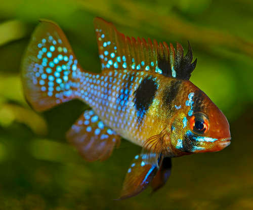 Blue German - – oddballfish