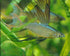 Threadfin Rainbow - Large