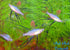 Threadfin Rainbow - Medium