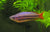 Western Rainbowfish - Medium