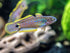 Peacock Gudgeon - Medium