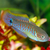 Peacock Gudgeon - Large