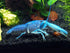 Electric Blue Crayfish - Medium