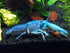 Electric Blue Crayfish - Large