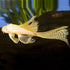 Longfin Albino Bristlenose Pleco - Medium