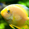 Gold Severum - Medium