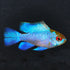 Electric Blue German Ram - Medium