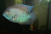 Peruvian Green Severum - Regular